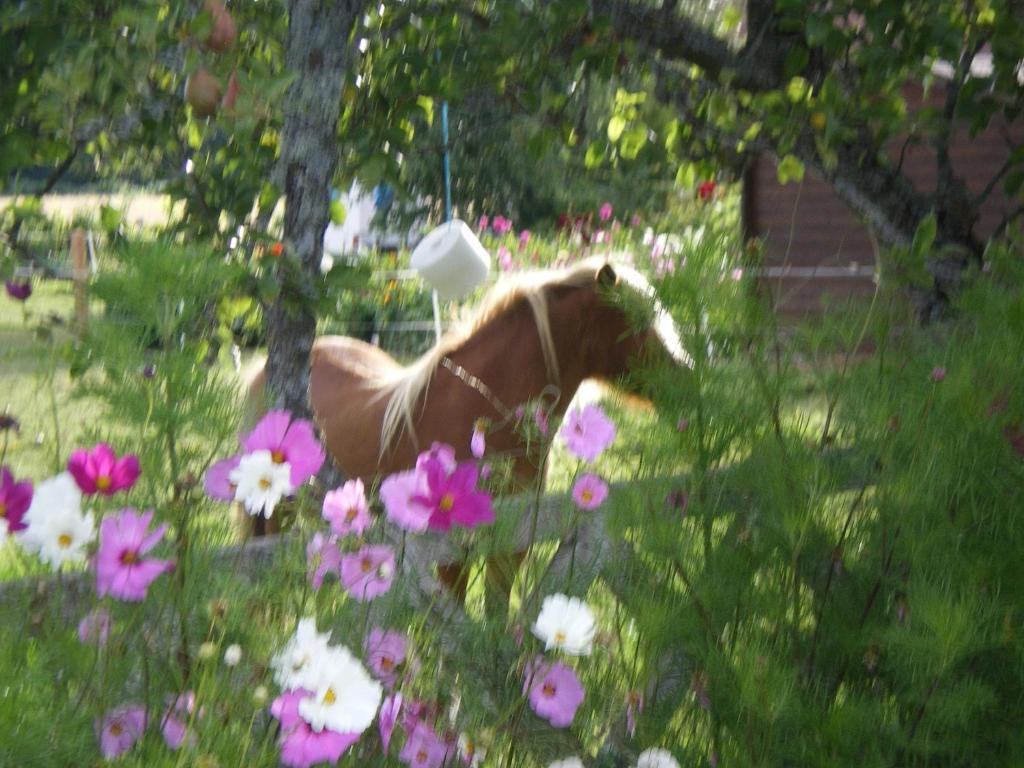 Le Trot'In Chair Bed and Breakfast Martigny-le-Comte Exteriör bild